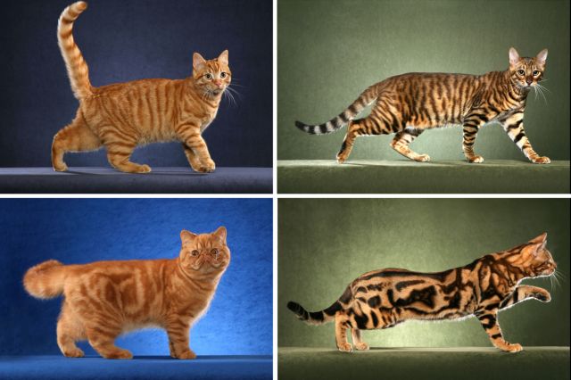 Πώς ένα γενετικό ατύχημα άλλαξε τις ρίγες της γάτας